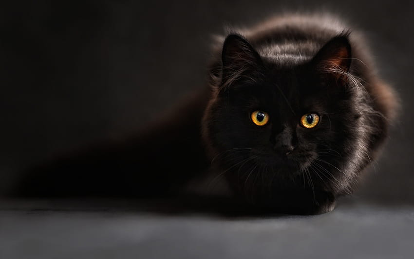 black cat 4k wallpaper pc Black cat wallpaper hd posted by john walker