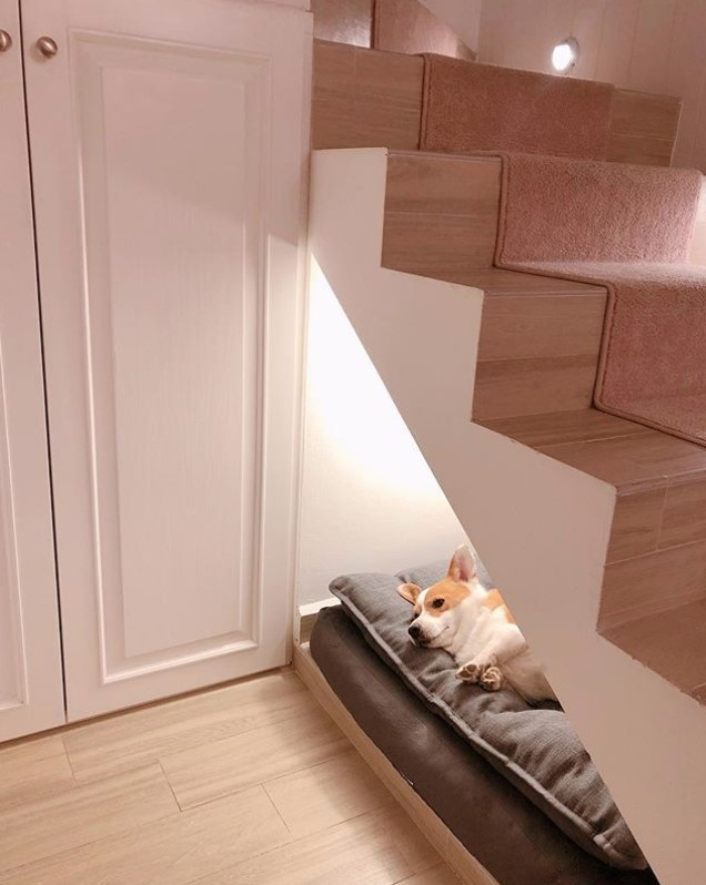 dog room under staircase Turns jersey paws whatsappvergin nicer