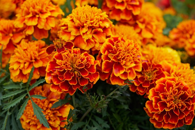 Free Download Marigold Marigold tagete plantas clavel tagetes pianta dianthus caryophyllus decorativas annuali