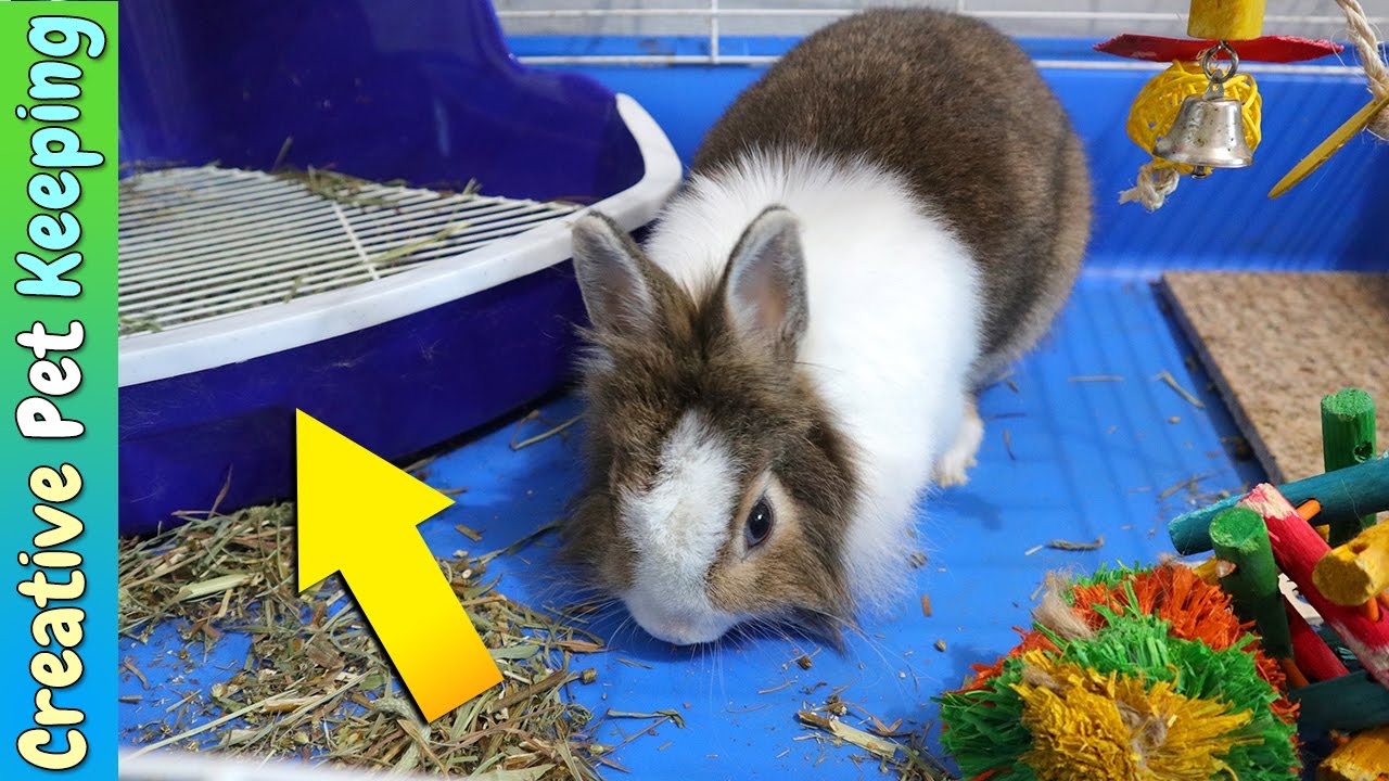 how to toilet train a baby rabbit Litter training your pet rabbit