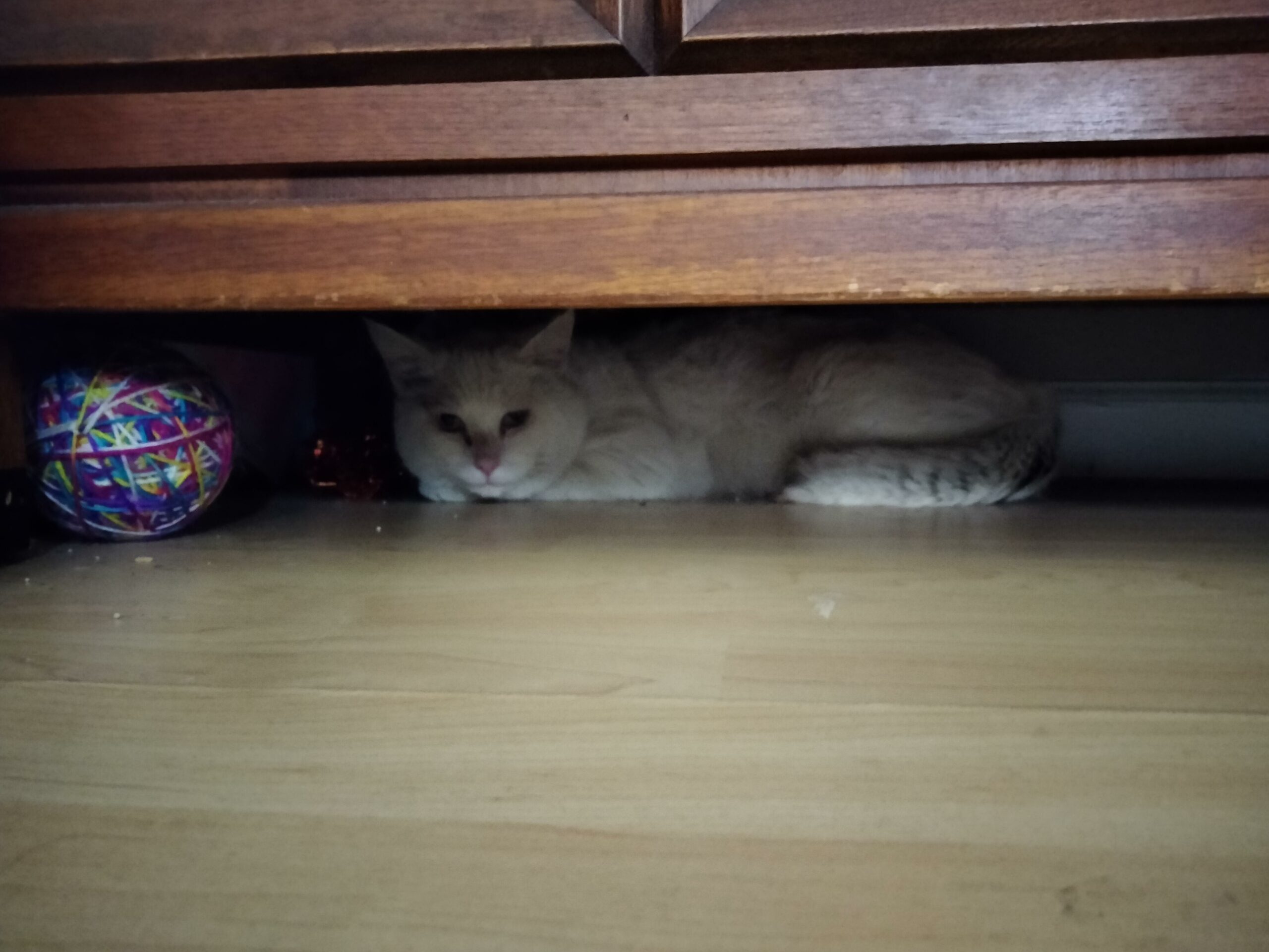 my cat has started hiding under the bed Hiding cat why nervous place help things