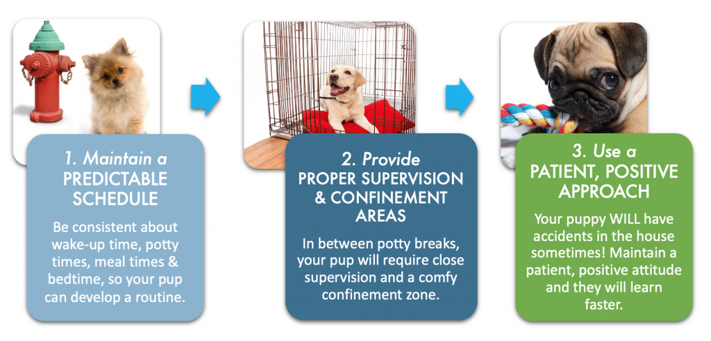 potty train 6 month old puppy Potty consistency generally straightforward fairly simple