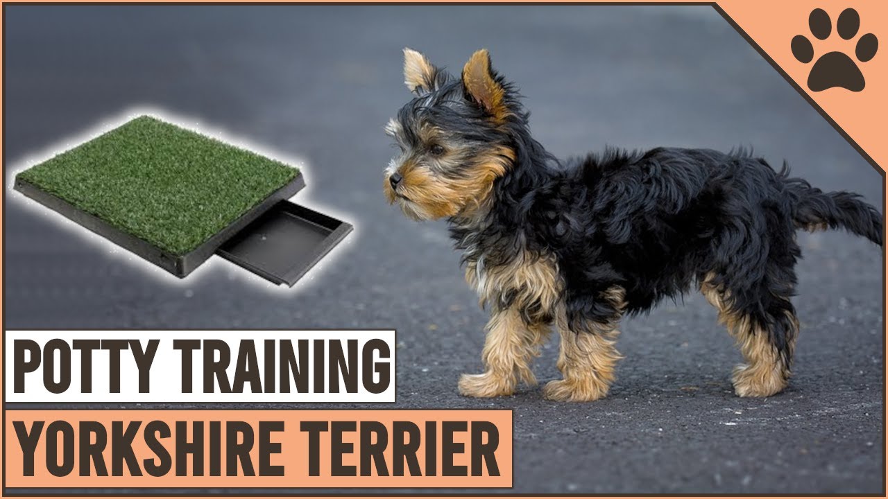 potty training a 6 month old yorkie Yorkie old month