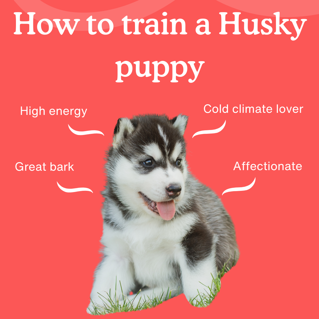 potty training a baby husky Husky huskypuppiesinfo
