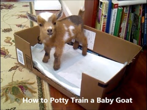 potty training baby goats #tweet4meat 2015