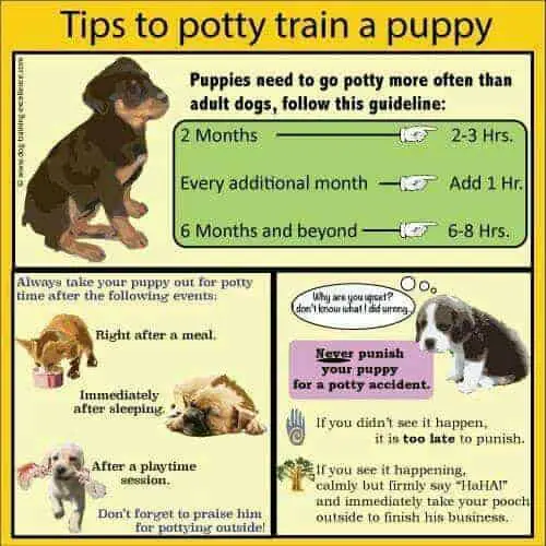 potty training schedule for 6 month old puppy Housetrain your puppy fast with this easy method • 2022 ruffle snuffle