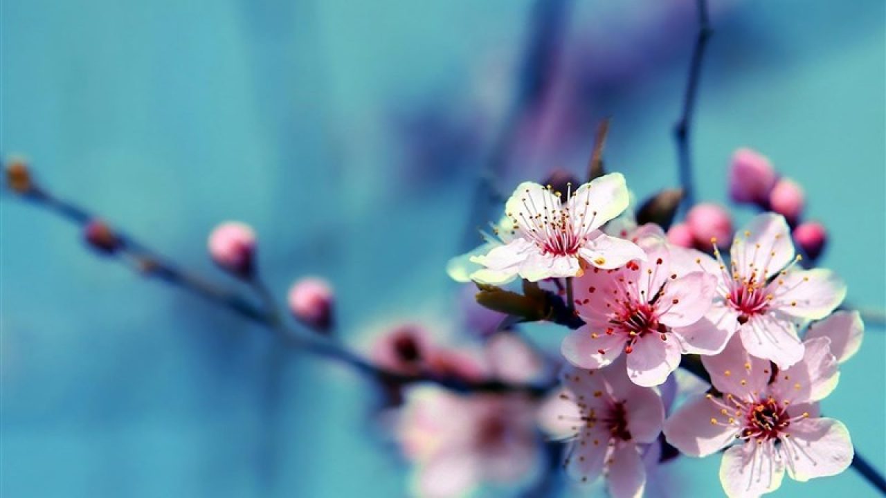 pretty flower laptop wallpaper 50 beautiful flower wallpaper images for download