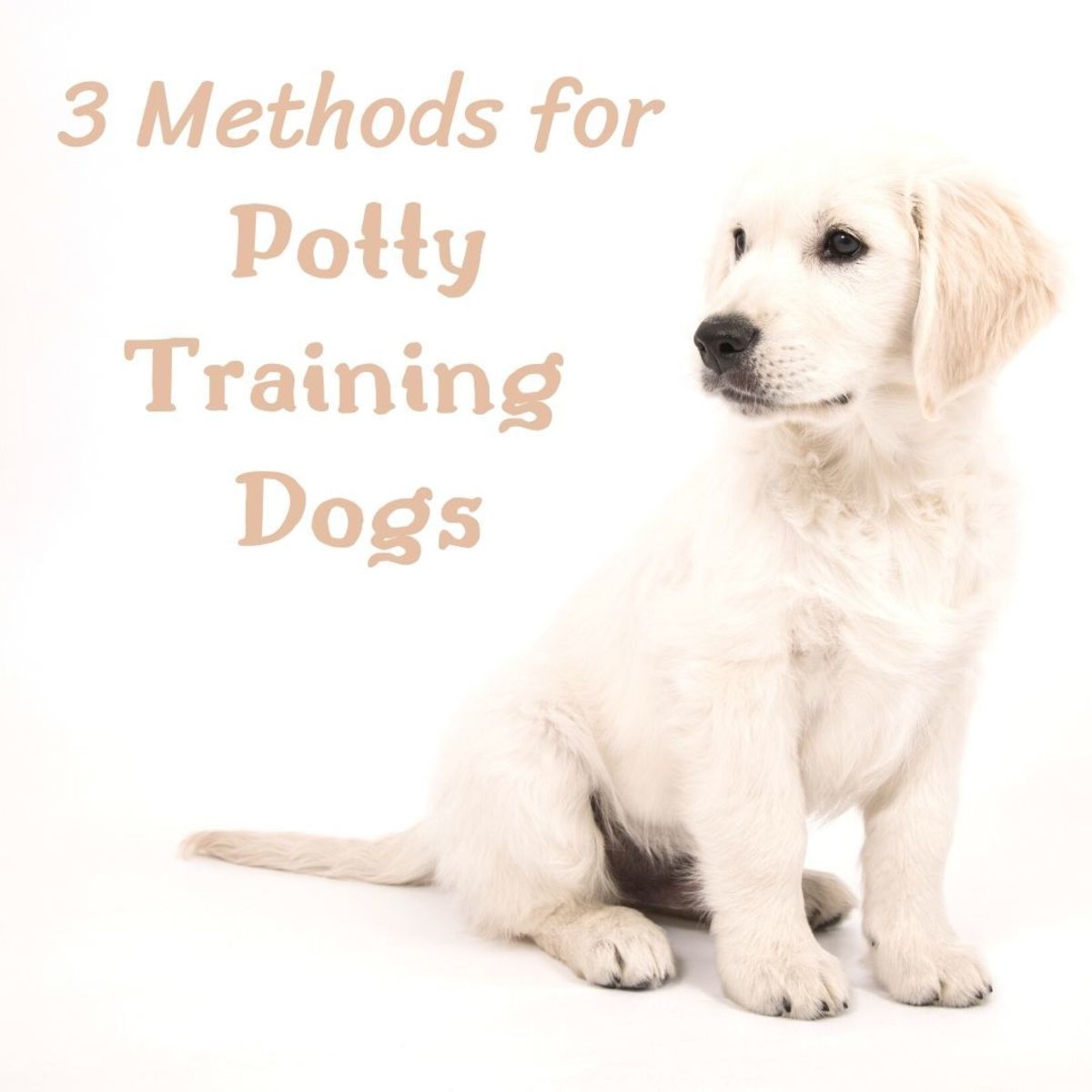 toilet training 5 month old dog Toilet training 5 month old puppy takes patience and diligence. get