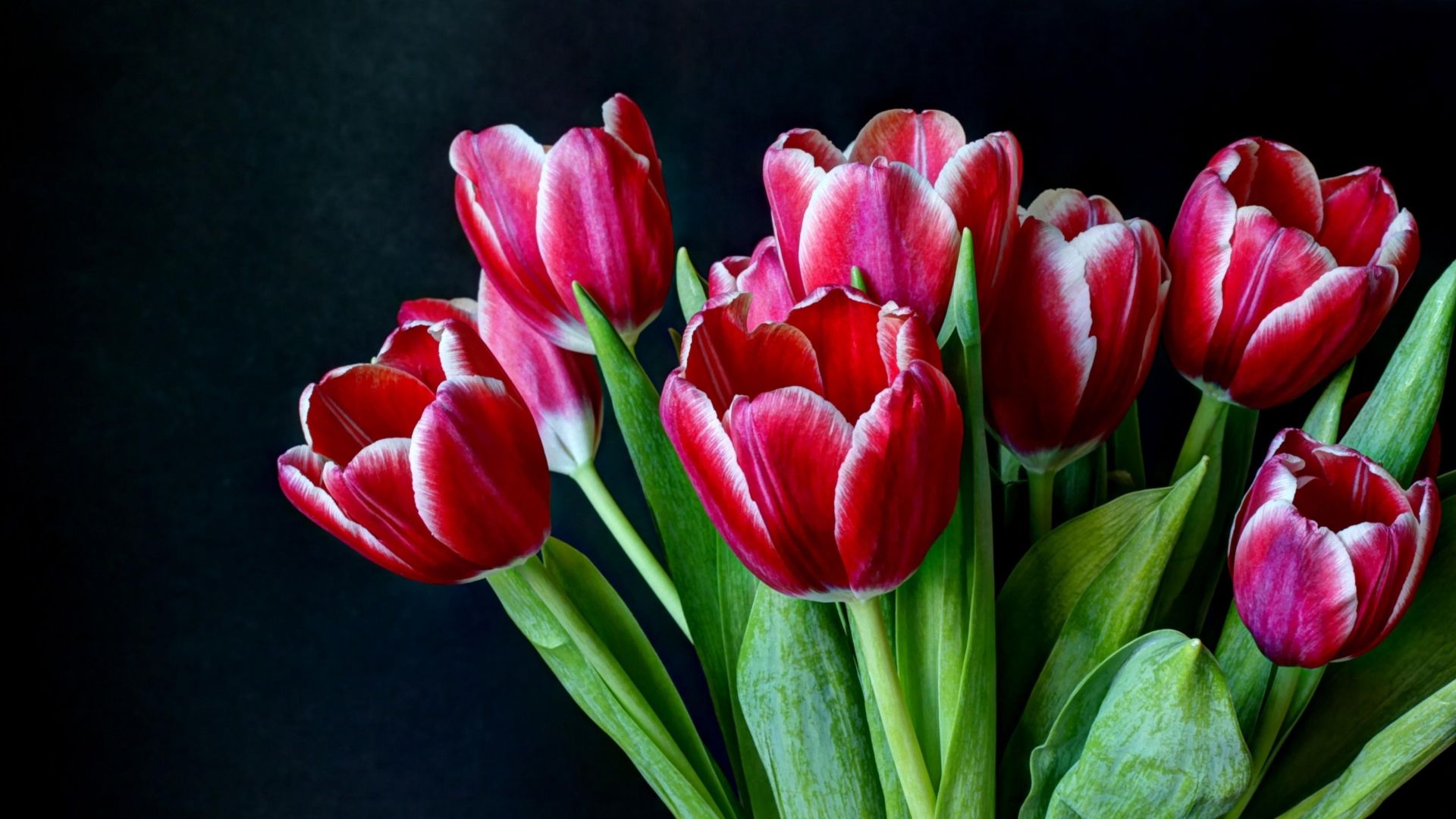 tulip flower wallpaper hd in black background Flowers for flower lovers.: red tulips desktop wallpapers.