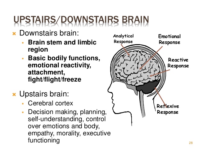 upstairs downstairs brain Gonzaga university school counseling program : guidance lesson