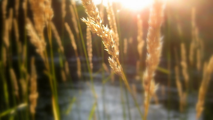 wallpaper flare hd wallpaper Blurred wheat