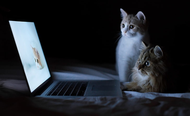wallpaper laptop 4k kucing Wallpaper laptop kucing lucu hd