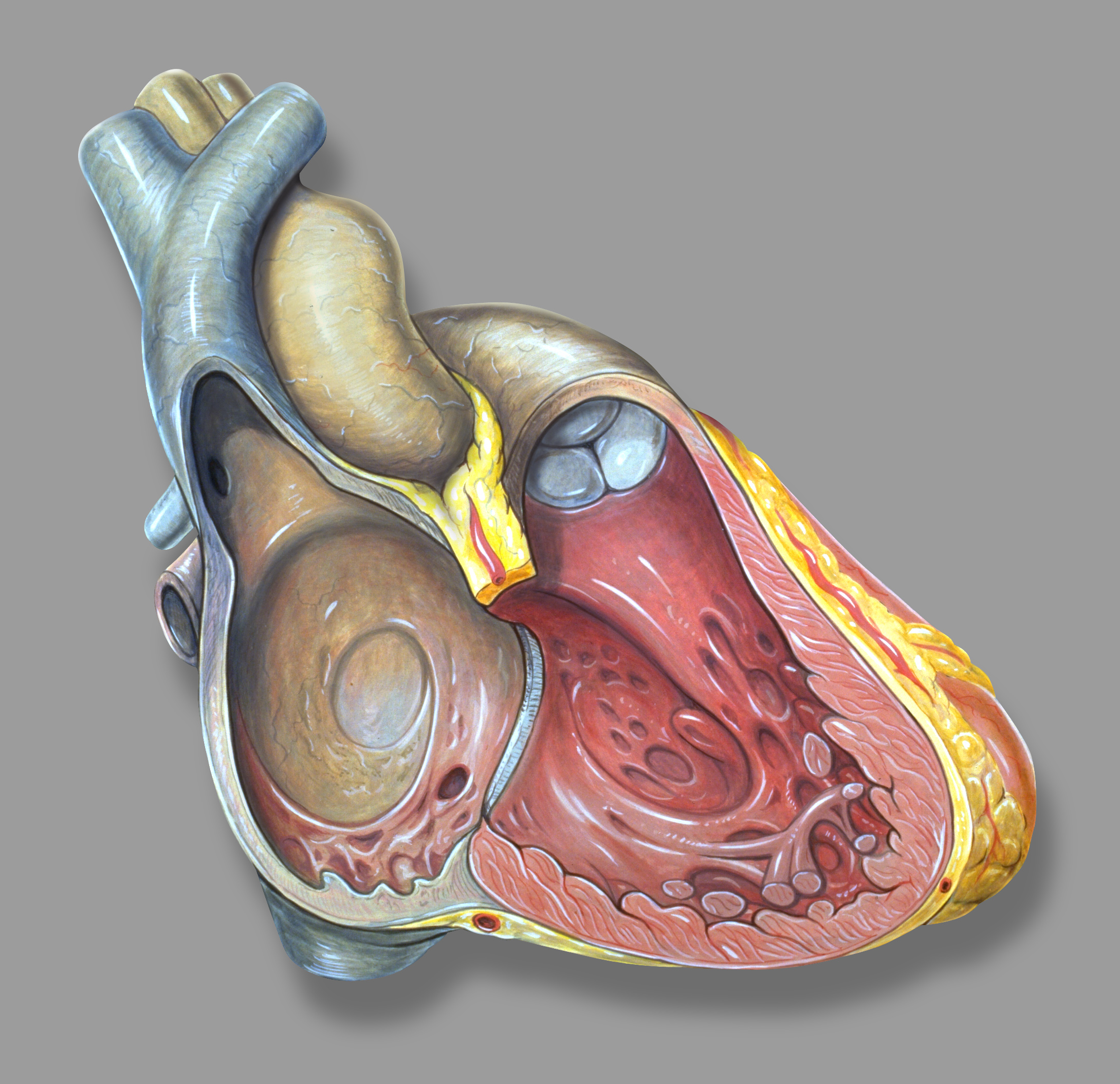 a picture of a heart Heart human diagram show biology cell 3d cannibal man fork knife stem model oblique interactive after exterior tissue patrick lynch