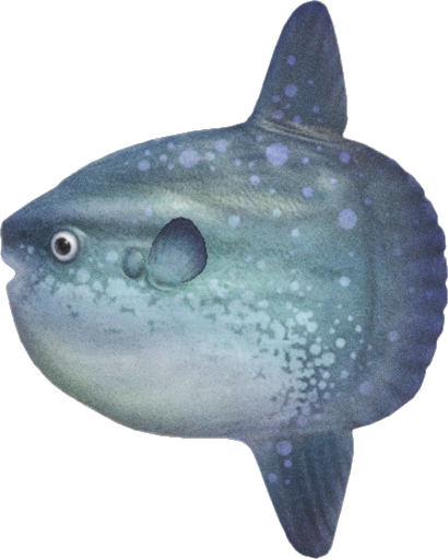 animal crossing ocean sunfish png sprite hd Ocean sunfish, open waters, fishes, mola mola at the monterey bay aquarium