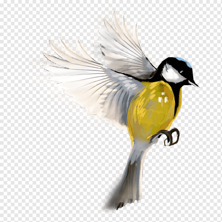 animal facing side png Bird animal editing