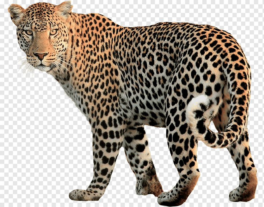 animal print background free png Pluspng leopards lingkungan geografi deus blindada macan tutul