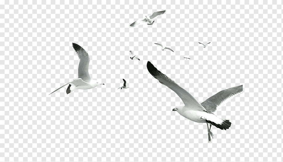 animals free png and psd Bird animal editing