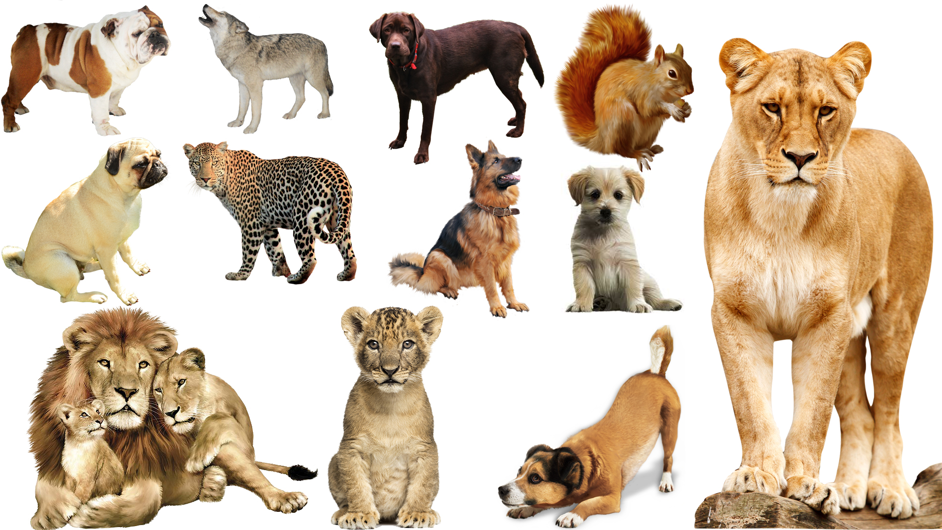 animals png zip file Browse images