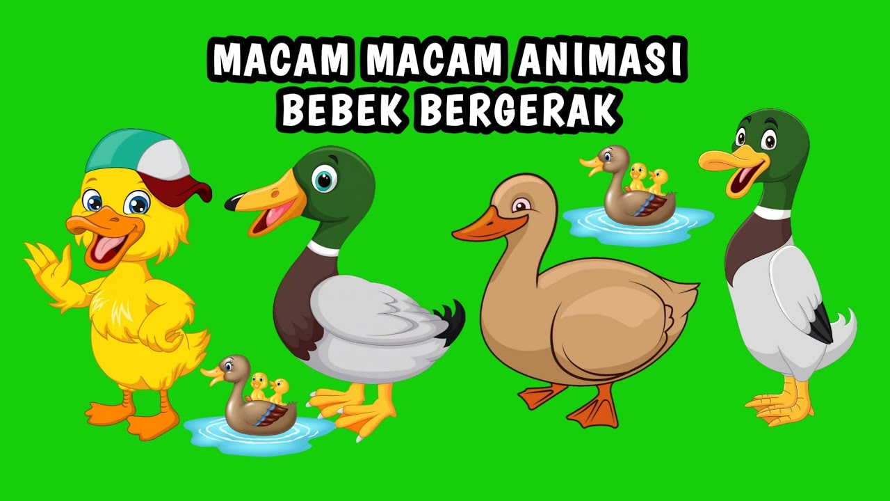 animasi bergerak bebek lucu Animasi bergerak bebek green screen animasi berjalan bebek animasi