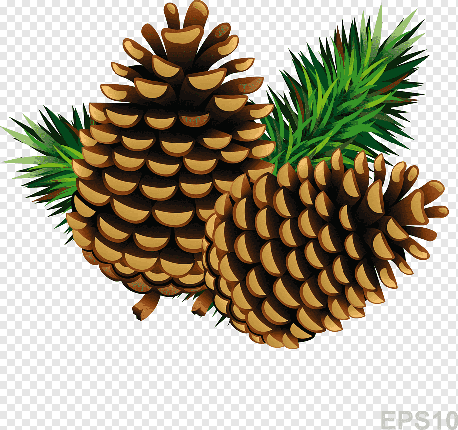 animated pine cone png Pine cone png transparent image download, size: 500x240px