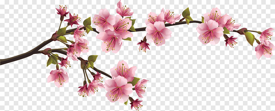 anime sakura flower png Sakura transparent webstockreview