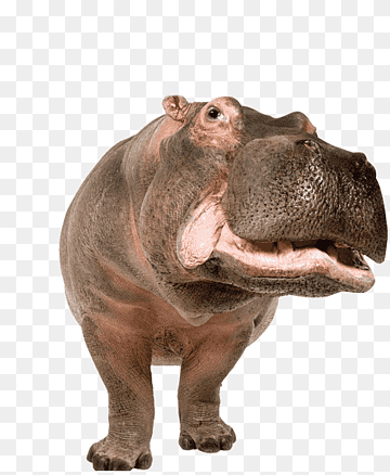 png pictures of animals Hippo animal hippopotamus pngimg pygmy rhinoceros pluspng pngwing starpng filesize additon