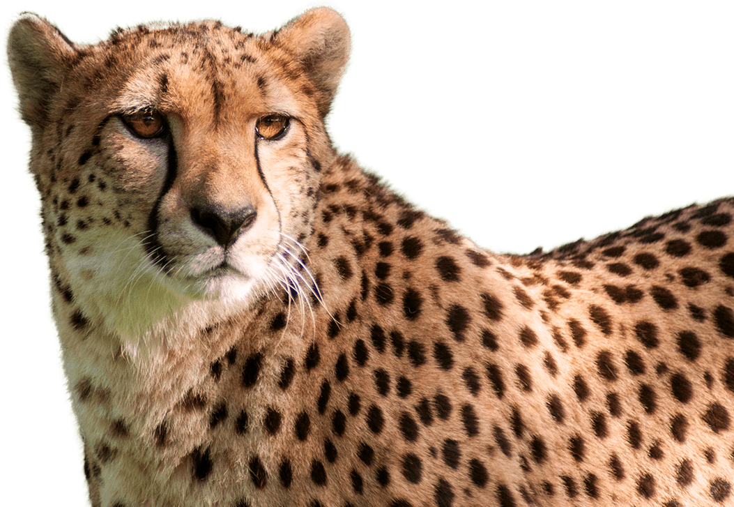 proteinplant animal png transparent Cheetah cheetahs nationalzoo predator