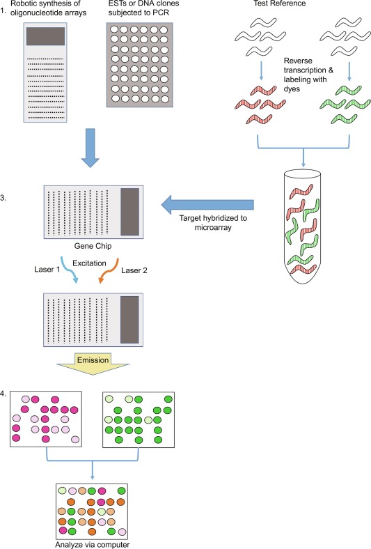 slot blot dna quantification Slot blot analysis of viral dna replication. (a) slot blot analysis of