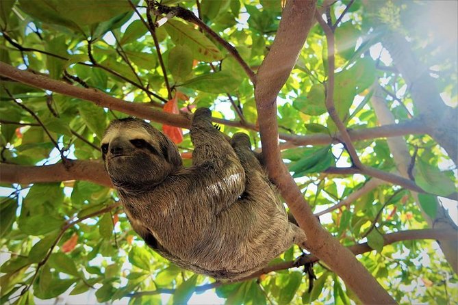 sloth expert Sloth experience and hot springs at arenal volcano from san josé