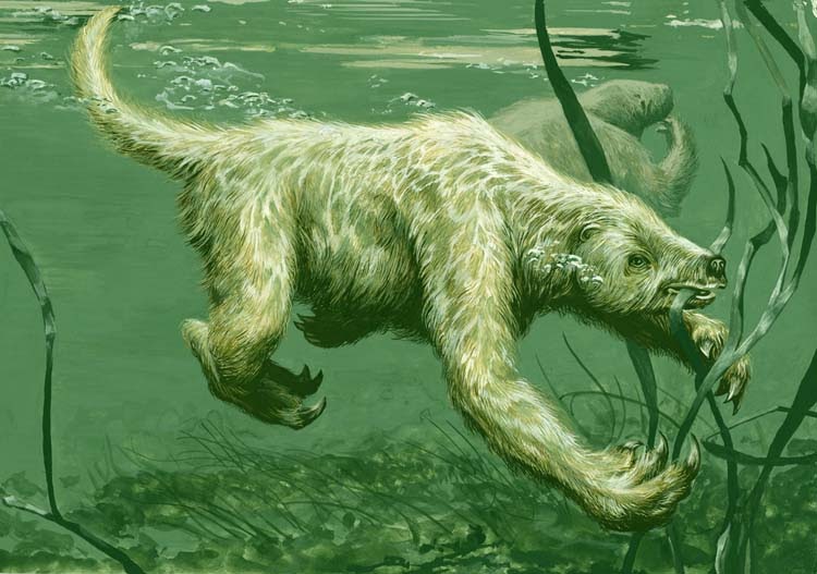 sloth swimming in water Catalogue of organisms: the swimming sloth