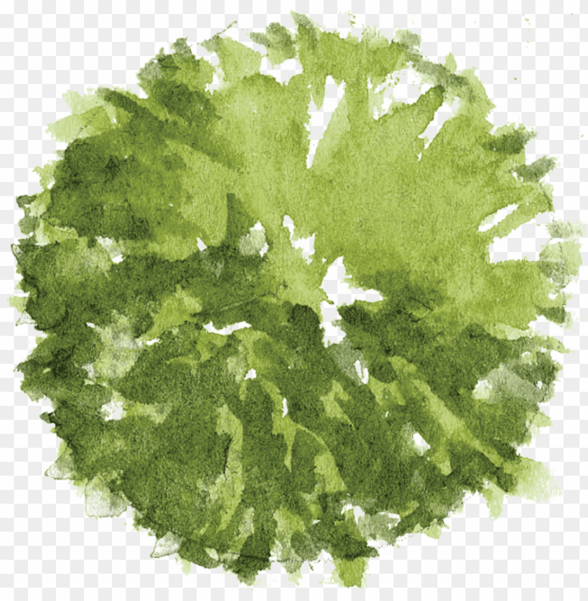 tree from above png anime Trees top watercolor png