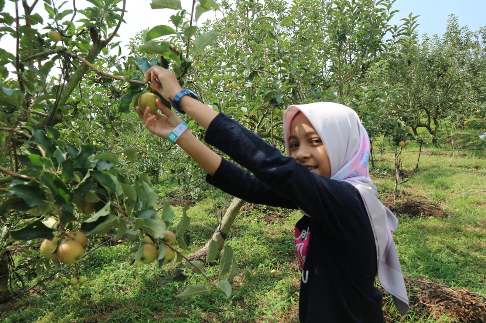 wisata petik apel di malang Malang apel petik batu travelspromo